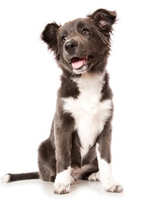A young pure bred rare blue coloured Border Collie pup isolated on white.