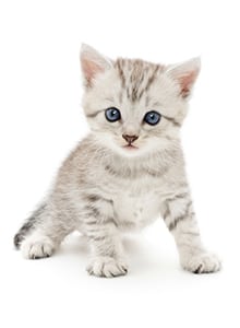 Small gray kitten on a white background